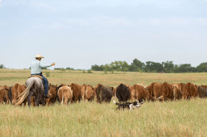 Healthy pasture demonstrating regenerative practices